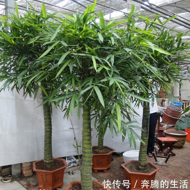养花|有一种花叫“养不死”，全年开花200天，养在家里全家身体健康