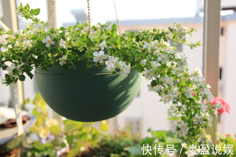 喜欢菊花，不如养盆“菊中稀品”红旗，似花蝴蝶展翅，红艳欲滴！