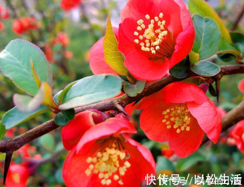 长寿冠|此花,被誉为花卉界的“红宝石”,太美了,给大家看看