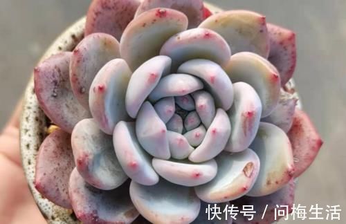 温度到零下多肉就会冻死？不一定，影响它们耐冻程度的因素可多了