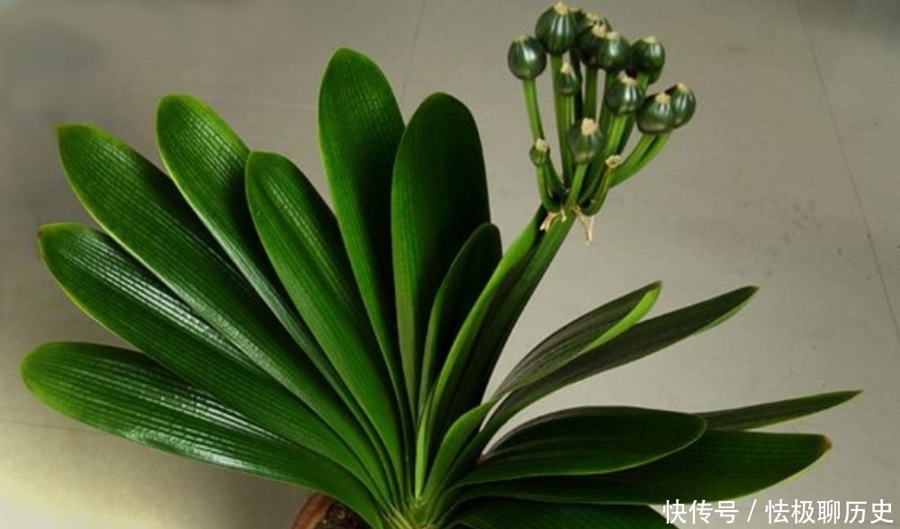 伏天养君子兰,一动不如一静,做好“3点”花期顺利开花!