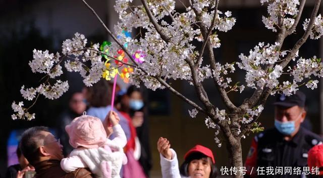 樱花的英文是什么