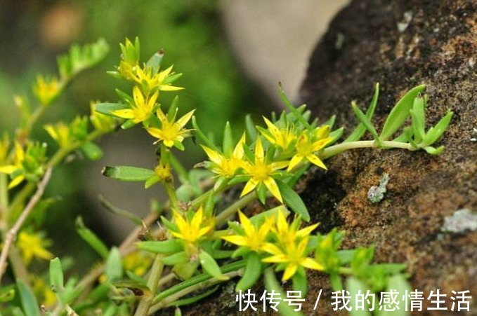 泡水|此野草，全身都是宝，用它泡水喝，清热解毒、身体好