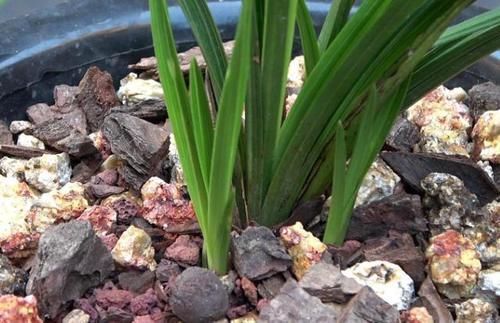 兰花|养兰花,“掐准”此4点,植株更长寿、年年开花