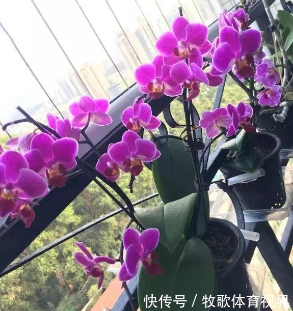 寓意|过年之前，给家里养上6种花，花朵红红火火、寓意美好