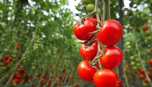 洋柿子|生活中吃番茄竟然对身体有这么多益处!这几大惊人功效你知道吗?
