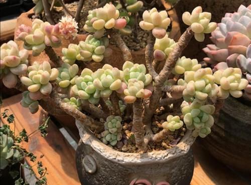 花盆|养多肉植物,用上4个“小技巧”,长成老桩更漂亮