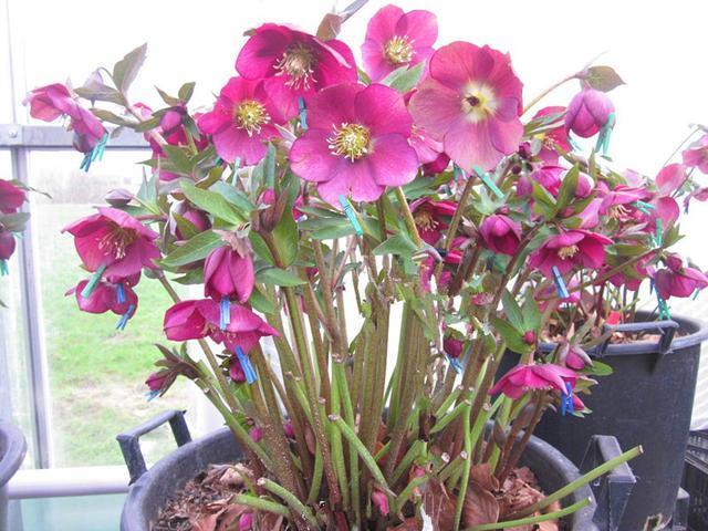 此花专挑下雪的时候开,冰肌玉骨的,花和叶都非常奇特富有趣味