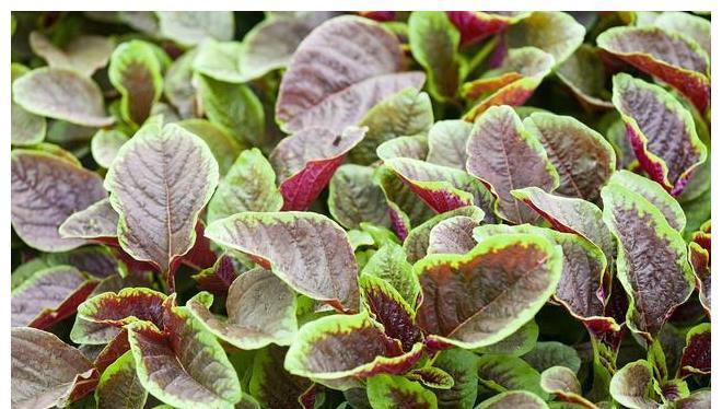 答案|同样是苋菜,红色和绿色哪个好?老菜农告诉你答案,以后别瞎买了