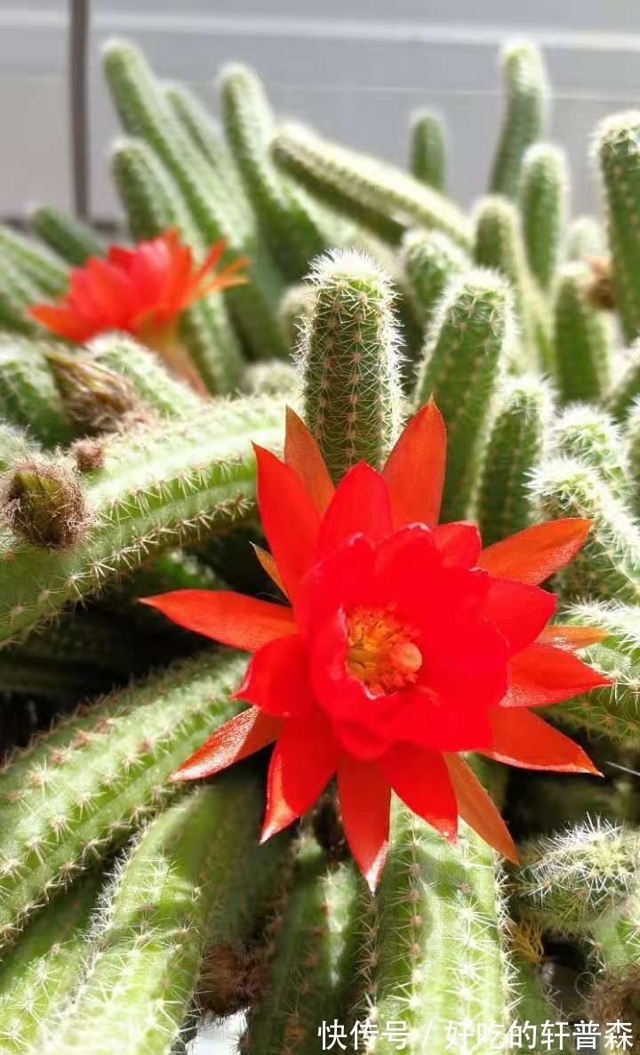 “毛毛虫”仙人指,随便养养就可以爆盆,花色艳丽,煞是好看