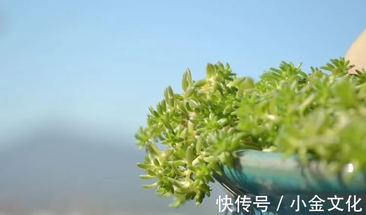 红稚莲|以阳光为滤镜，蓝天为背景，期待拥抱春天，拥抱自然！