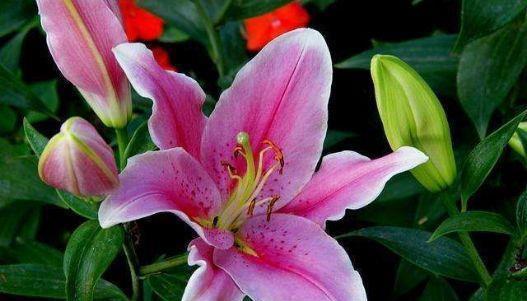 种花|惹人喜欢的4种花,形似玫瑰花,花期长还很好养