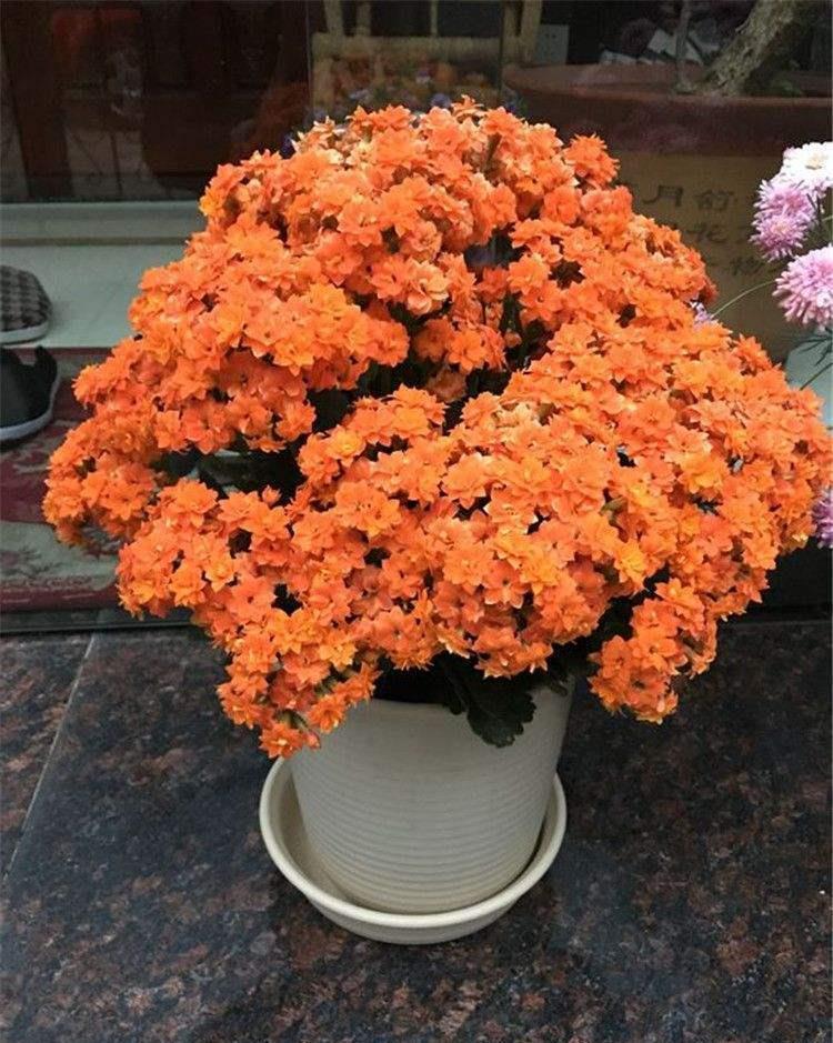 长寿|三角梅长寿花不开花?用点“小手段”,催出满盆花苞,就是欠修理