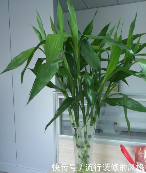 夏天|夏天就养4种花,越热越浇水,盛开时繁花似锦,花色美轮美奂