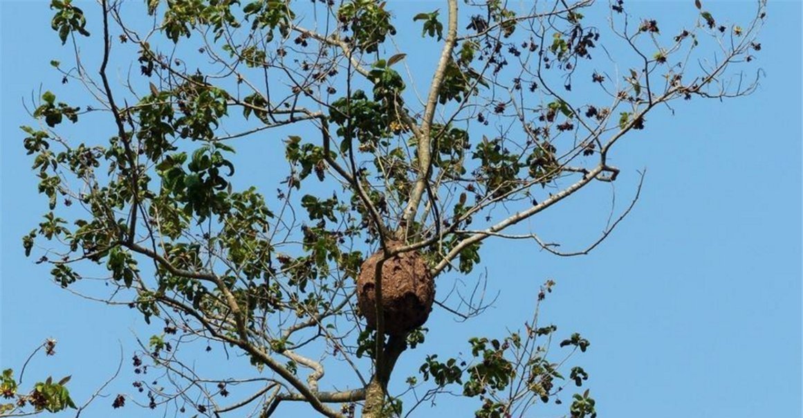 兄妹俩|“熊孩子”兄妹捅马蜂窝,蜇得爸妈认不出,网友不该笑但忍不住