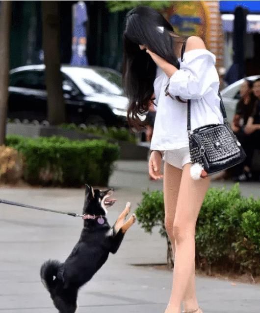 美女|美女街上调戏“小奶狗”,路人被深深喂了一把狗粮,网友让我来