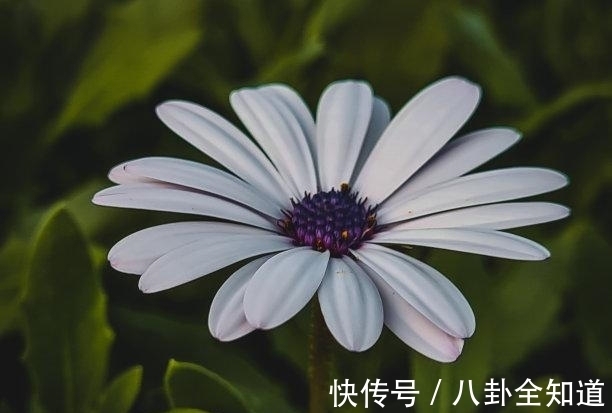 月老|未来9天,月老眷顾,相守更难,恩爱不变,难舍难分,今生不悔