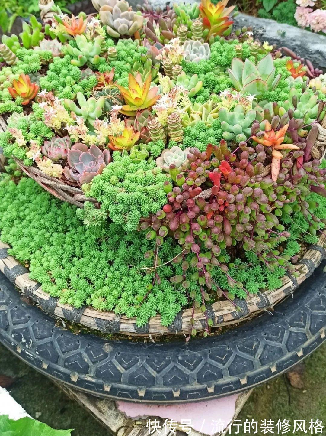 君子兰|8种花夏天不能买，买回来就死，白浪费钱