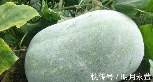 提高免疫力|女性养生,常吃三种食物,补充营养,延缓衰老,提高免疫力