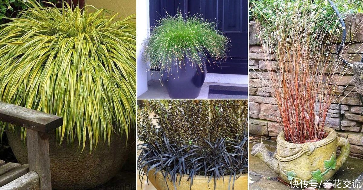 观赏草|6种绝佳的盆栽观赏草，买点种子就可以培育，新手园丁也可练练手