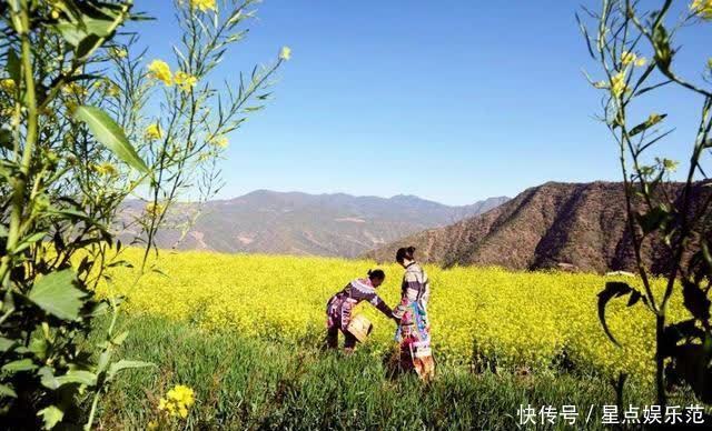 人间|油菜花漫舞在云南大姚紫丘山麻街村的山岗