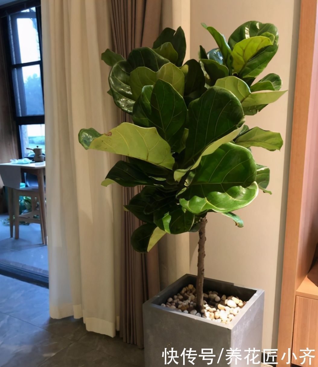富贵竹|如果养着这7种花,温度高及时“打顶”,这样才能枝繁叶茂