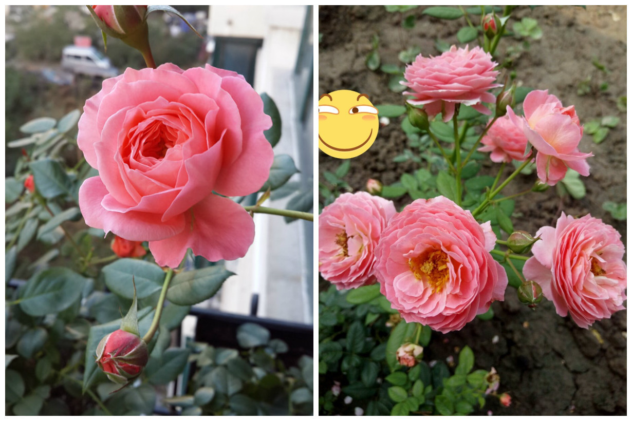 中国产的优秀月季花，不输欧月日月，花型美、花期长，你值得拥有