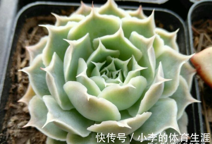 蓝丝绒可爱又好养,叶片有褶皱和透明的冰边,但它并非月影系多肉