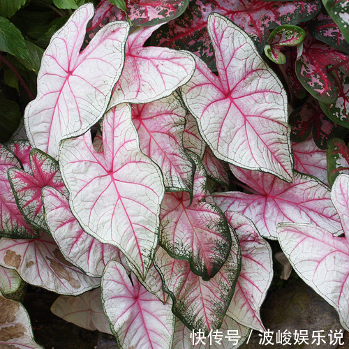 绿森林|8种“漂亮花”别晒大太阳,一晒就耷拉,客厅不见光,养成绿森林