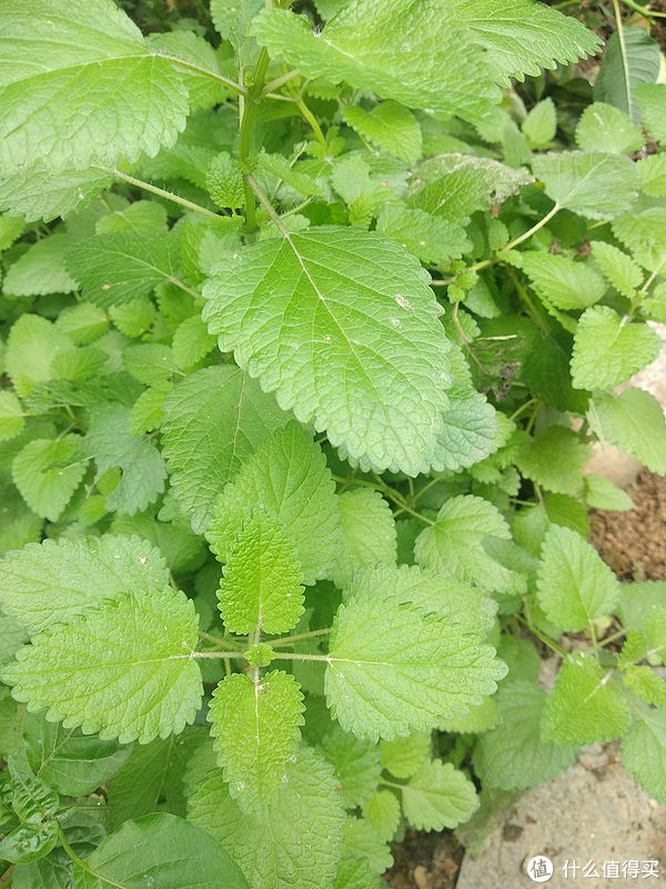 阳台养花系列-介绍几种适合阳台生存（够皮实）香料植物