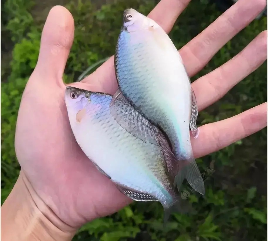 形似“屎光皮”、大如小鳊鱼,大鳍鱊不但好吃还很好钓