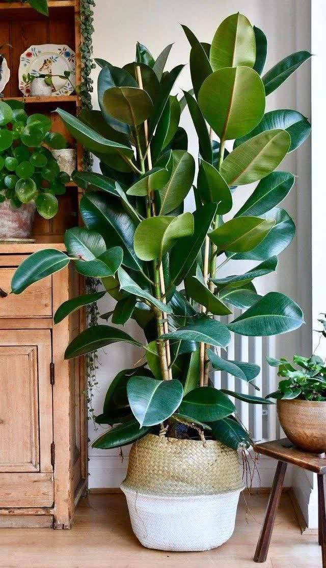 20种吉利大盆栽,客厅放一盆,吸收废气去异味,寓意好更养人