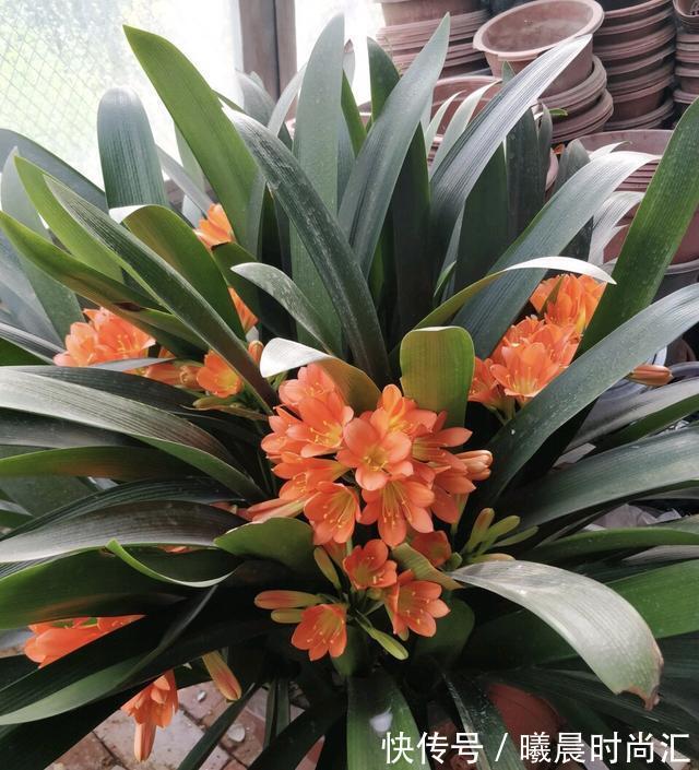 君子兰养成大白菜？70岁的老爷爷，用这招方法，花繁叶茂