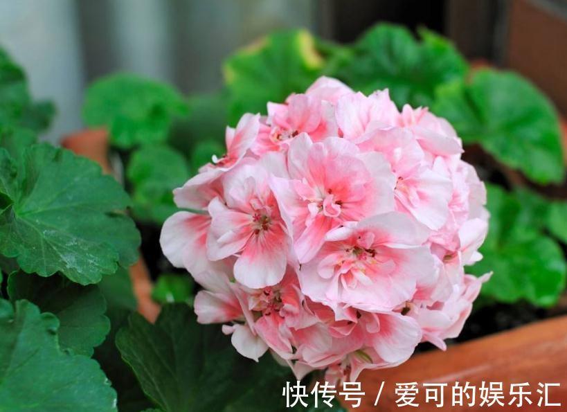 养花试试这几款,保养合理适当,可看到它在冬天盛开的景象