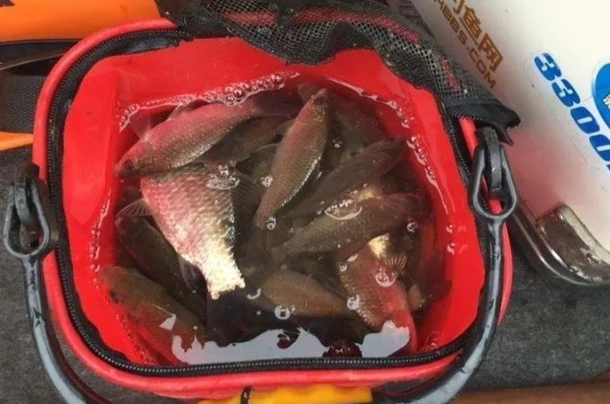 老钓手:拉饵我从不单用!只要学会这些搭配方式,大板鲫特好钓