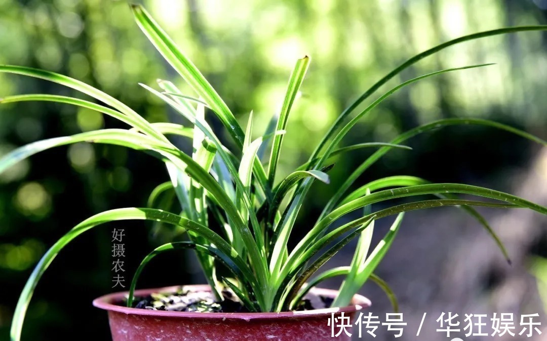 炭疽病|养兰花,比软腐病威胁更大的,是容易治好的炭疽病