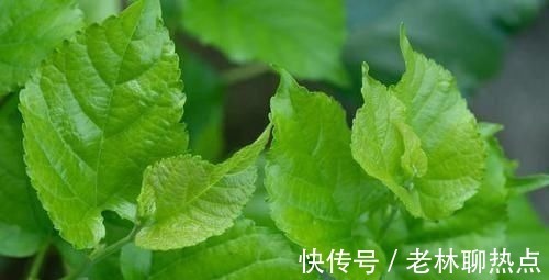 脂蛋白酯酶|甘油三酯超标常见2种植物煮水喝，降甘油三酯，无高血脂