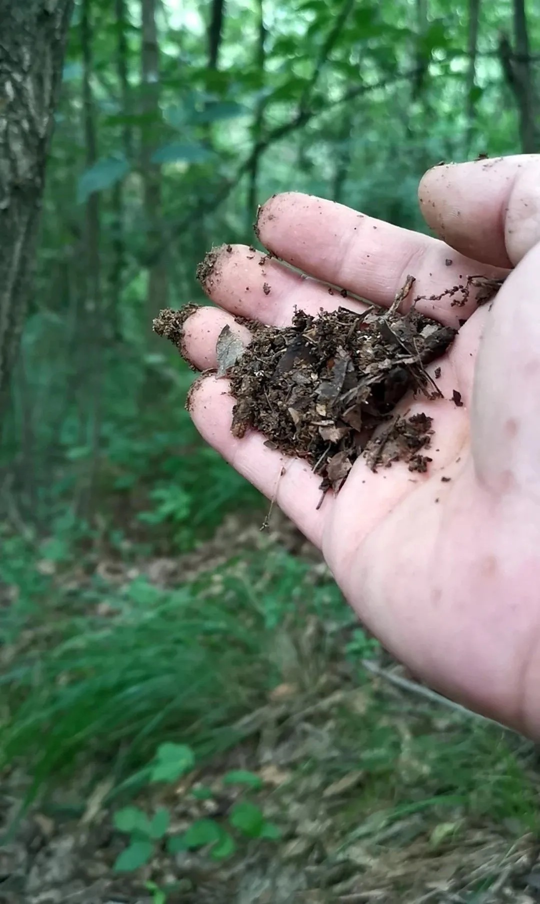 松树皮|比松树皮更好的兰花植料，生根快、发芽壮，更适合兰菌滋生