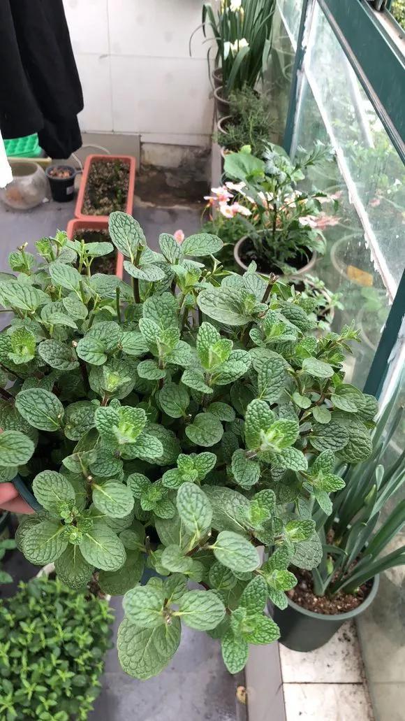 太阳花|咋“折腾”都不死的4种花，越修剪越旺，很难养死