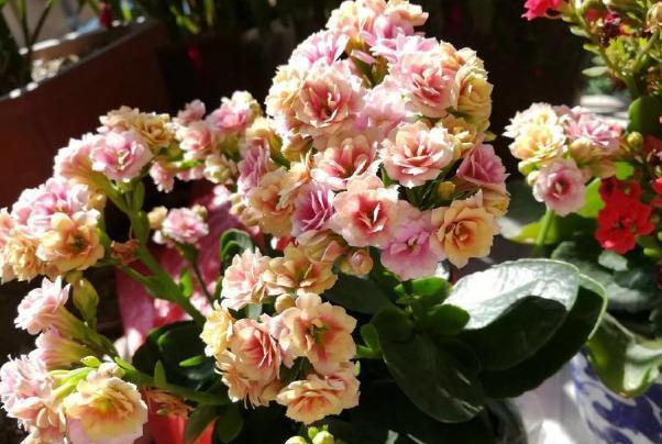 月季|天凉养三角梅、长寿花、月季，9月抓紧时间催花，10月花满树