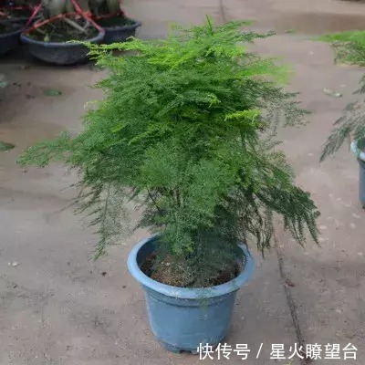 别傻傻只种菜，看这几款盆栽，净化空气还招财，聪明的一看就喜欢