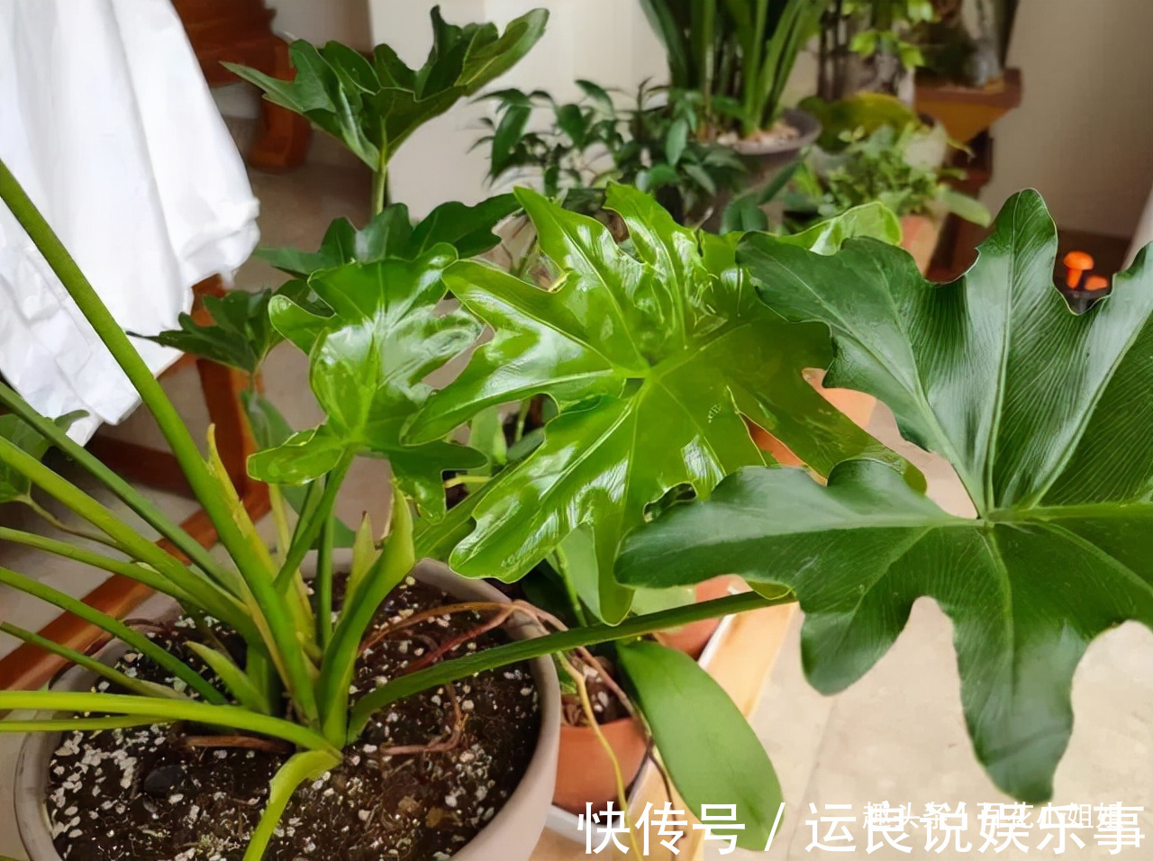 碗莲|5种花，懂花的人不在家里养，会被嘲笑“没品位”