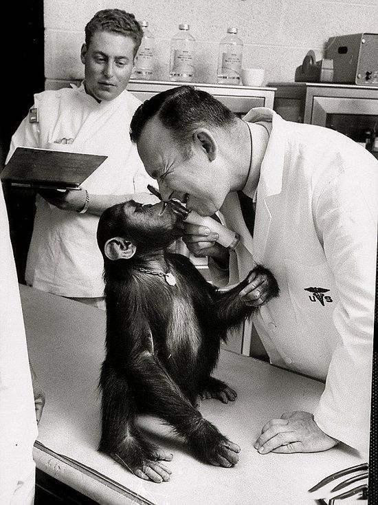 猴子 60年前,3只狗1只猴子1只松鼠2只猩猩被送入太空,如今怎么样了