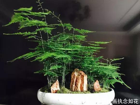 吴大姐养文竹,30天浇点水溶液,嗖嗖冒笋芽,翠绿旺盛