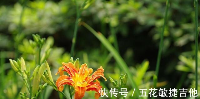 博物志|人称“忘忧草”,开花漂亮可盆栽却有毒,为啥在宴席上是主菜!