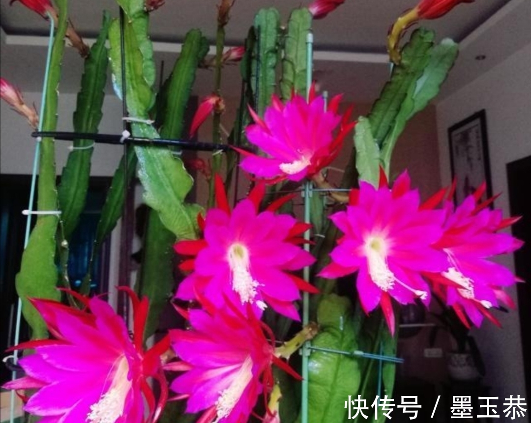 支撑架|1种仙人掌花,好养又漂亮,开花有碗口大