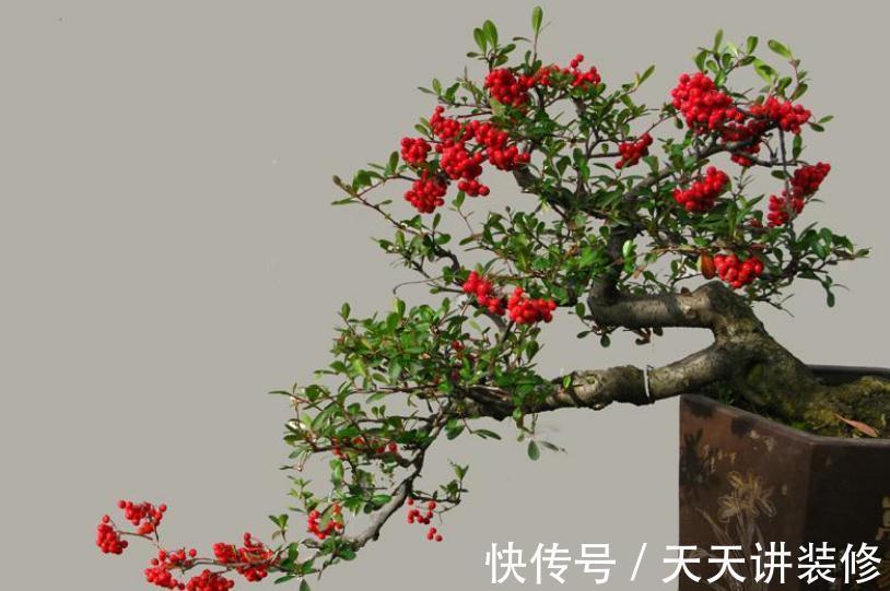 火棘盆景枯叶，掉叶不要急，做好此几点，简单实用