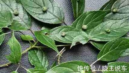 叶子上开花结果的植物您见过吗,它就是青荚叶