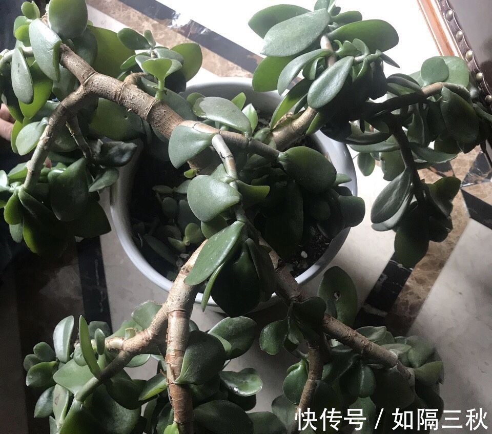 家里有5种花，春天记得“打头”修剪1下，这样才能长“饱满”