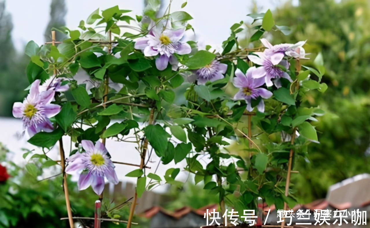 感染|四月养铁线莲,避开“三怕”撒欢长,次月顺着杆攀成“花帘子”